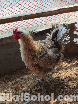 নিউ ডিম পারা ফ্রিজেল মুরগী বিক্রি করা হবে